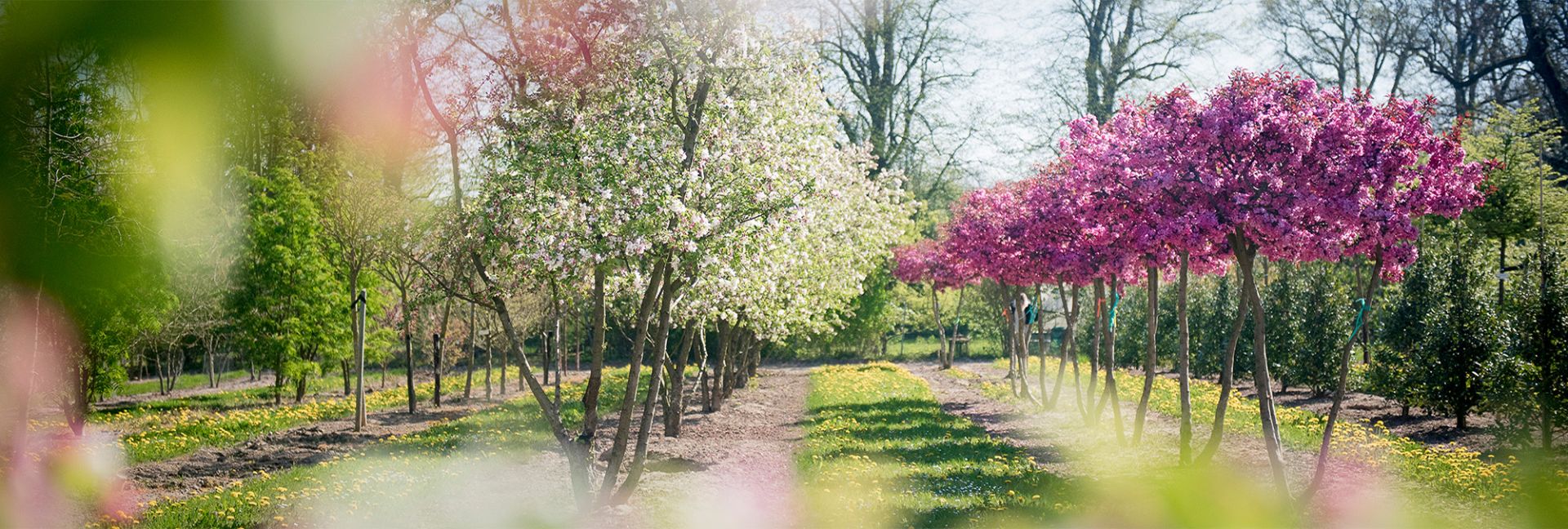 Mehrstämmige Bäume Mehrstämmer