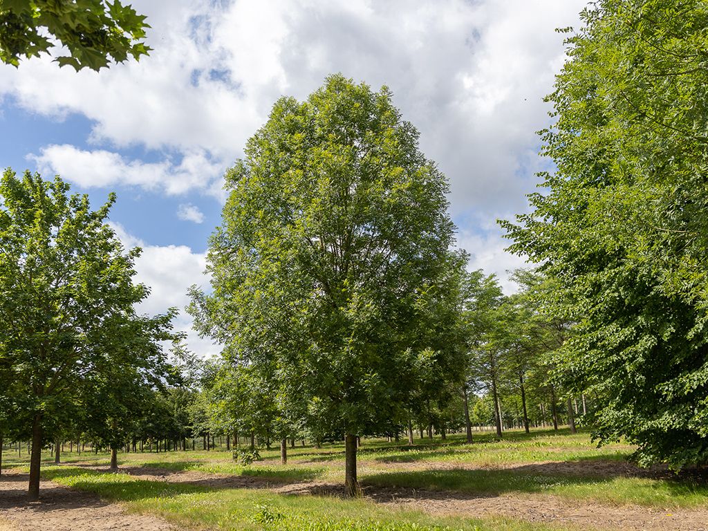 Fraxinus