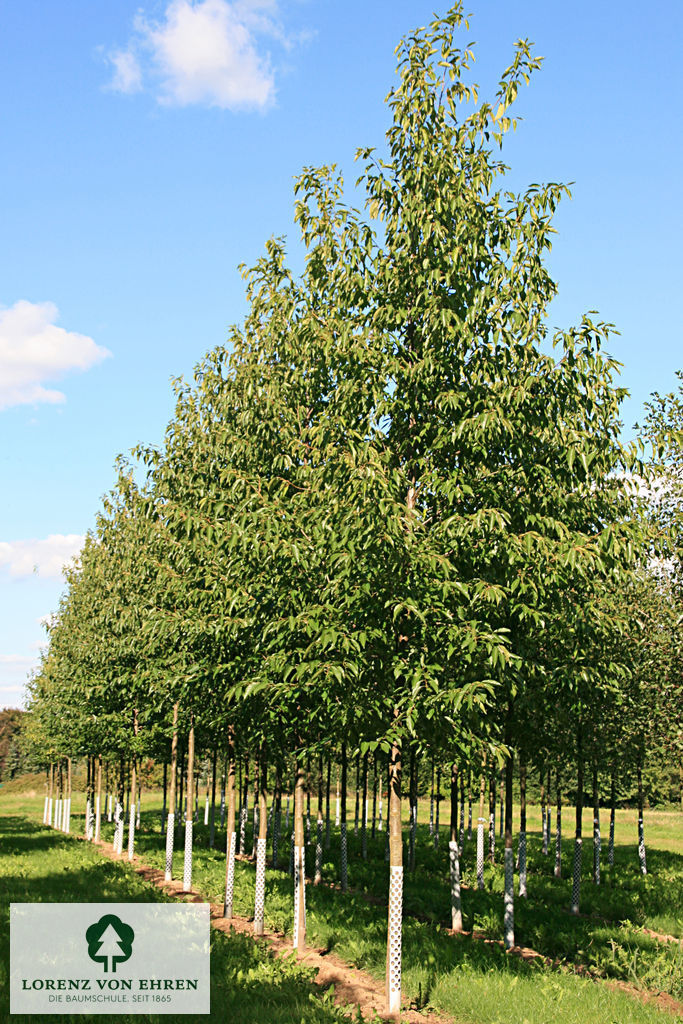 Alnus spaethii Baumschule LvE