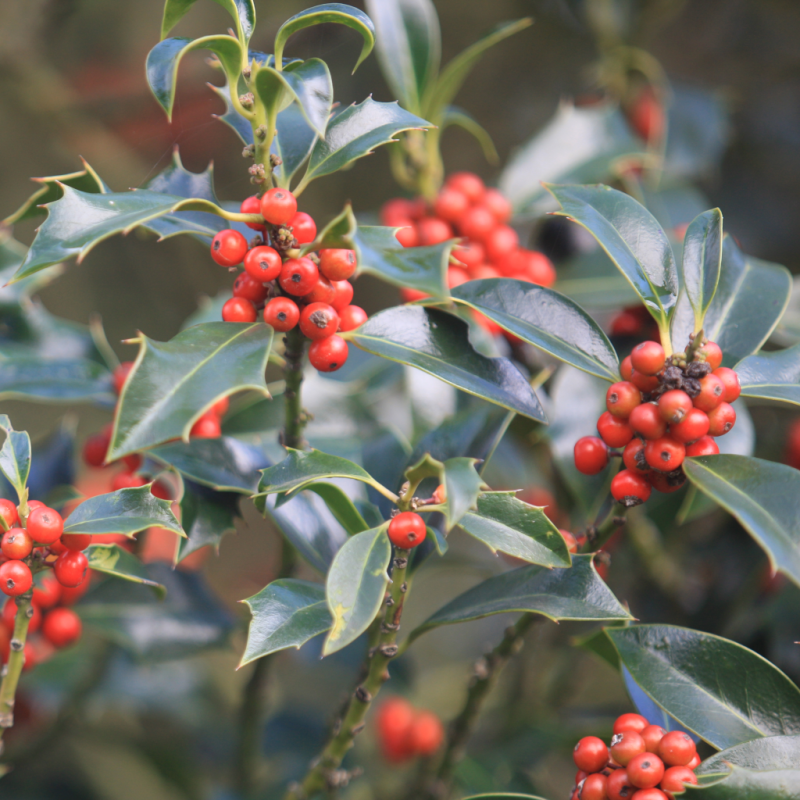 Ilex: Alle Sorten & Arten