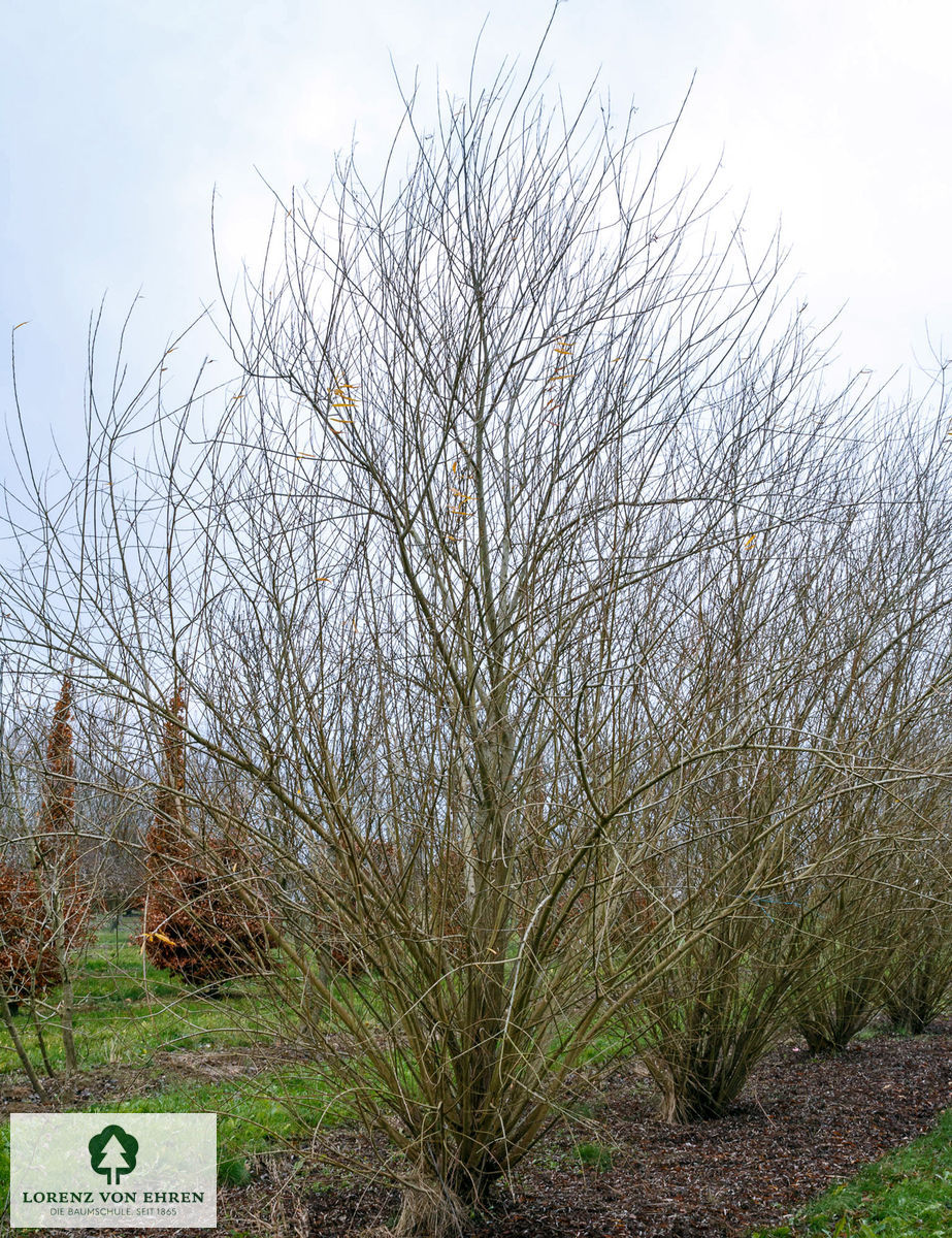 Salix viminalis Baumschule LvE