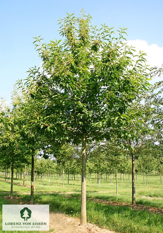 Castanea sativa | Baumschule LvE