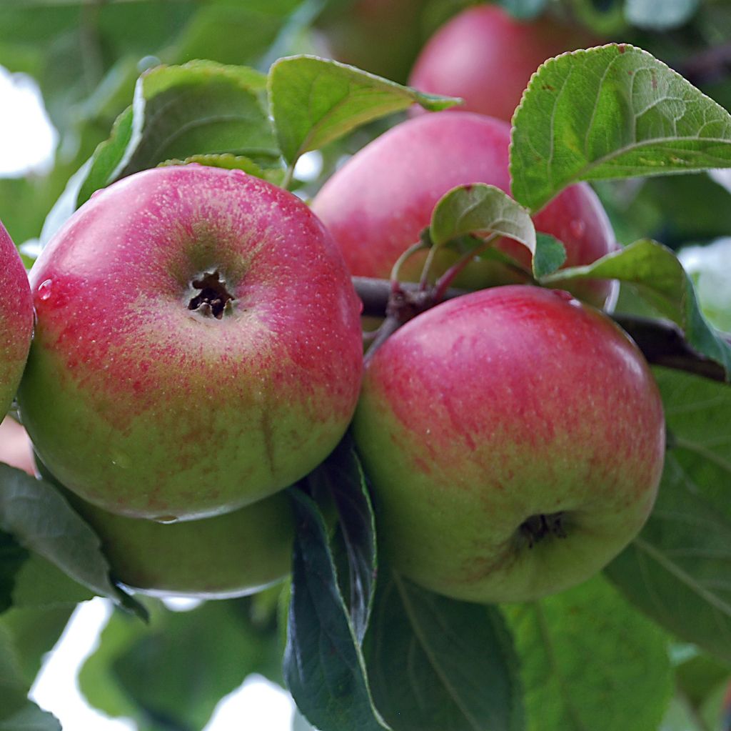 Malus domestica