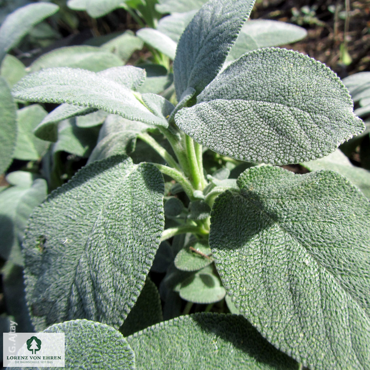 Salvia officinalis 'Berggarten' Baumschule LvE