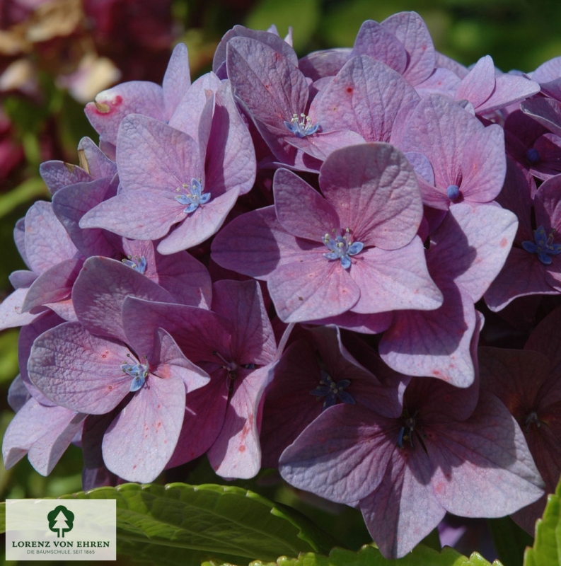 Hydrangea: Alle Arten und Sorten