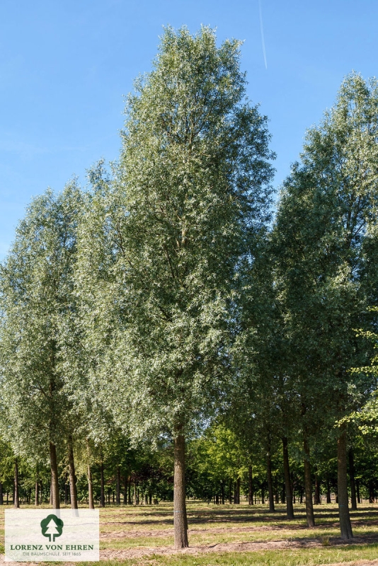 Salix: Alle Sorten & Arten