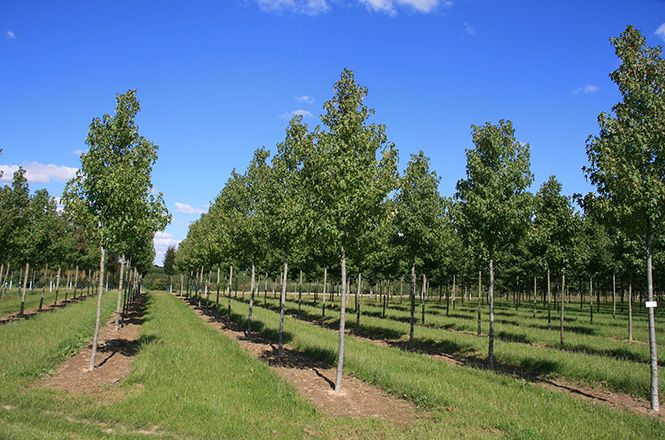Liquidambar styraciflua Baumschule LvE