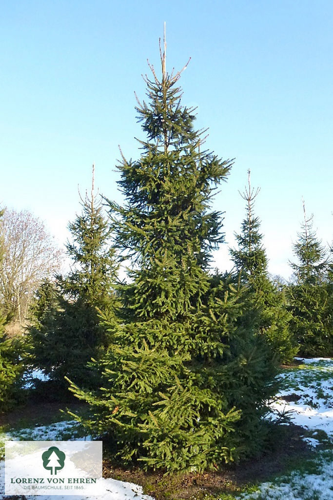 PICEA TOP