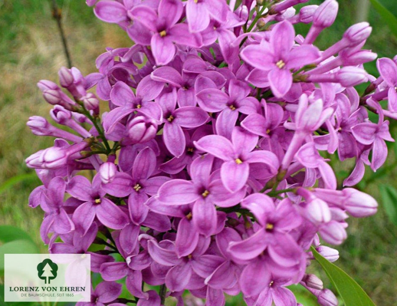 Syringa
