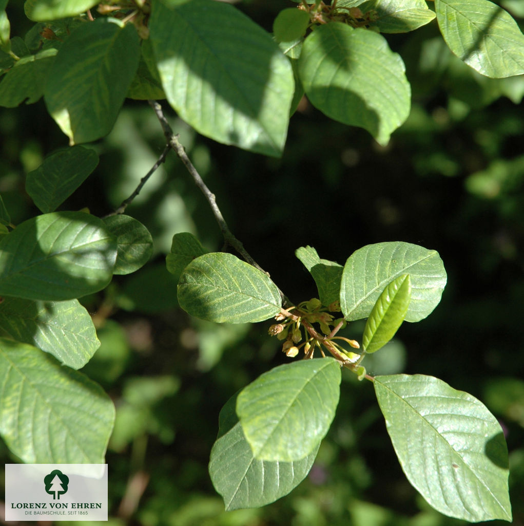 Rhamnus frangula (= Frangula alnus) | Baumschule LvE